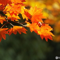 紅葉の日本庭園23