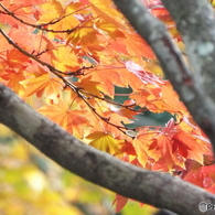 紅葉の日本庭園40