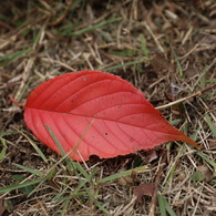 桜舞い散る