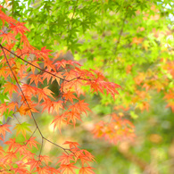 紅葉