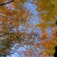 京都・紅葉02