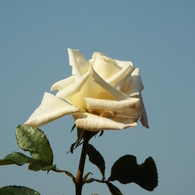 新宿御苑・秋薔薇8