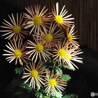 新宿御苑菊花壇展37