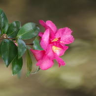 智光山公園で秋探し-山茶花