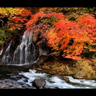 中野もみじ山5