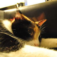 うちの猫