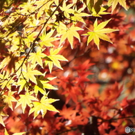 殿ヶ谷戸庭園・もみじ14