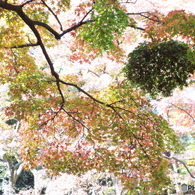 殿ヶ谷戸庭園・もみじ20
