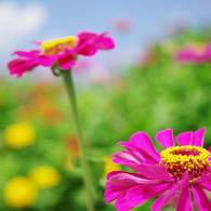 Zinnia