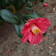 椿1