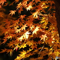 紅葉10
