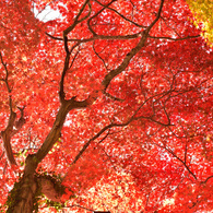 空を覆う秋(紅葉の風景⑥)