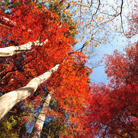 空から降ってくる秋(紅葉の風景⑦)