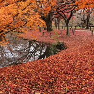 紅葉の京都植物園４