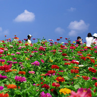 Zinnia