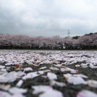 地上の桜