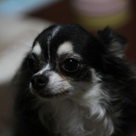 凹ウルトロン　50mm　F1.8　ボケ味テスト１