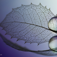 Still LifeⅡ