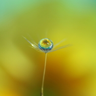 水中花