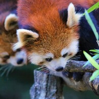 いつも一緒