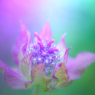 purple shine