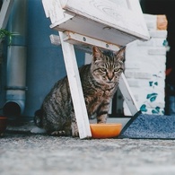 にゃんだ〜