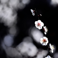 梅 花 紋