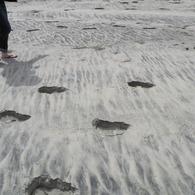 giant trace