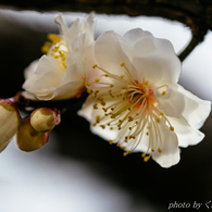 天気予報はまた雨を告ぐ：SIGMA 60mm F2.8