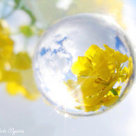 菜の花玉
