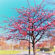 汐入、河津桜ⅷ