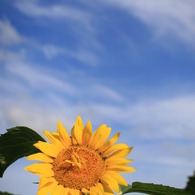 夏空