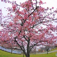 魚眼で見る河津桜、、、。