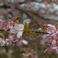 河津桜_02_代々木公園