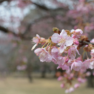 河津桜_03_代々木公園