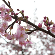 河津桜_04_代々木公園