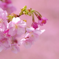 桜色に浮かぶ