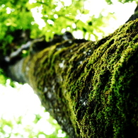 Green Face