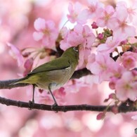 足をのばしてチュー