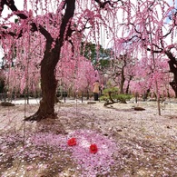 結城神社の枝垂れ梅③椿の花