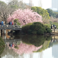 修善寺寒桜1