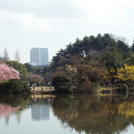 修善寺寒桜2