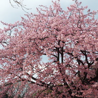 修善寺寒桜12