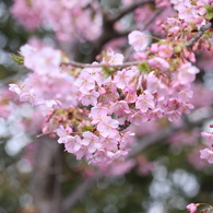 きらきら桜