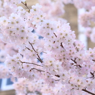 中学桜　満開！