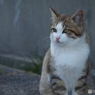 港の猫たち