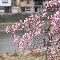 早咲き・・にしても、今年は早い！