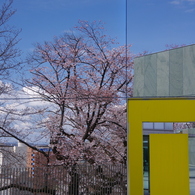 虚像のお花見