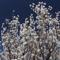 梅の花6