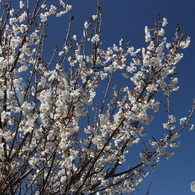梅の花6
